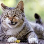 63a091559618e kucing 1265 711