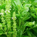 Kamu Harus Tahu! Daun Kemangi Memiliki Manfaat Untuk Kesehatan 6 daunkemangi 800x445 1