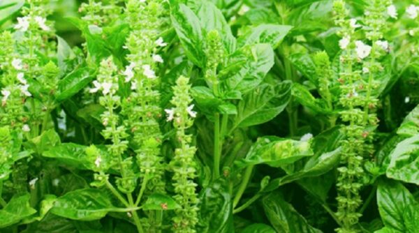 daunkemangi 800x445 1