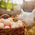 Yuk Catat! Ini Dia Peribahasa Yang Mengunakan Kata Telur dan Ayam 9 Ini 9 Manfaat Telur Ayam Kampung untuk Kesehatan yang Sayang Dilewatkan 2