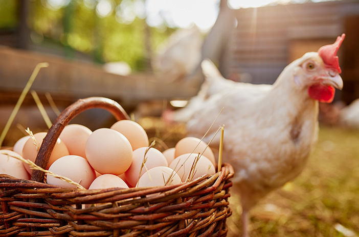 Yuk Catat! Ini Dia Peribahasa Yang Mengunakan Kata Telur dan Ayam 1 Ini 9 Manfaat Telur Ayam Kampung untuk Kesehatan yang Sayang Dilewatkan 2
