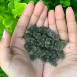 631b474cd94f7 permen vitamin dari daun mangkokan dan daun kelor malang