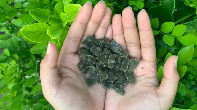 631b474cd94f7 permen vitamin dari daun mangkokan dan daun kelor malang