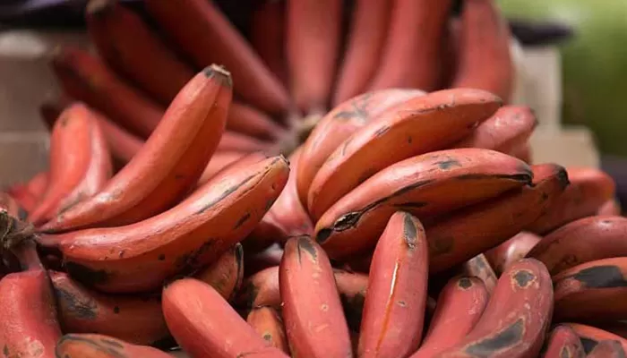 Pisang Merah 3088228175